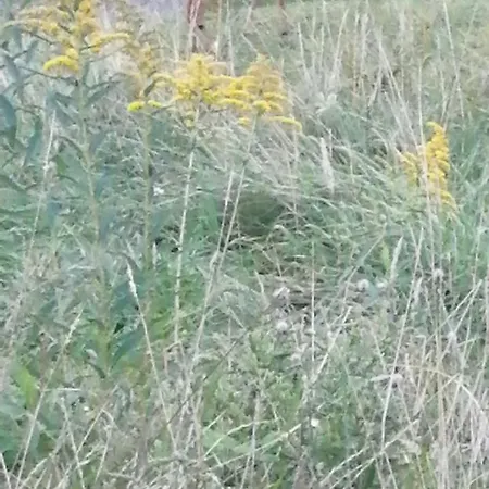 Tiny House Im Gruenen Hébergement de vacances *