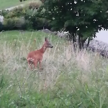 Tiny House Im Gruenen St. Margrethen
