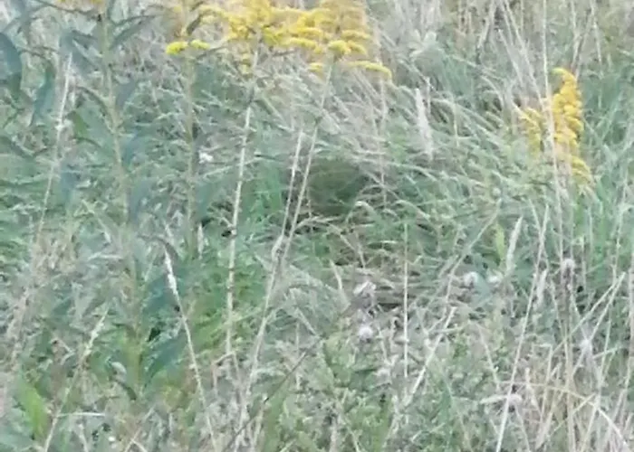 Tiny House Im Gruenen Casa de Férias *