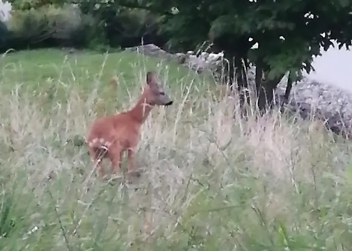 Tiny House Im Grünen St. Margrethen